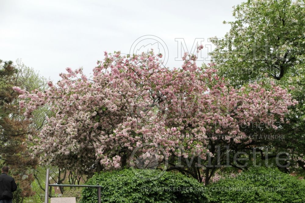 Prunus Kanzan aka Kwanzan (Chokecherry Cherry tree)  6 