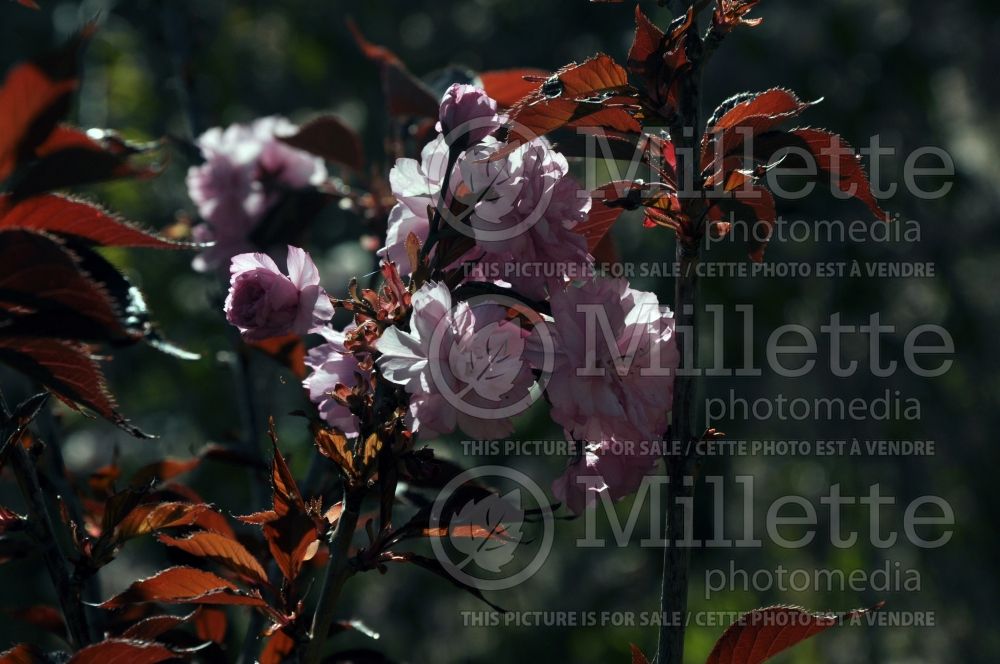 Prunus Royal Burgundy (Chokecherry Cherry tree) 4  