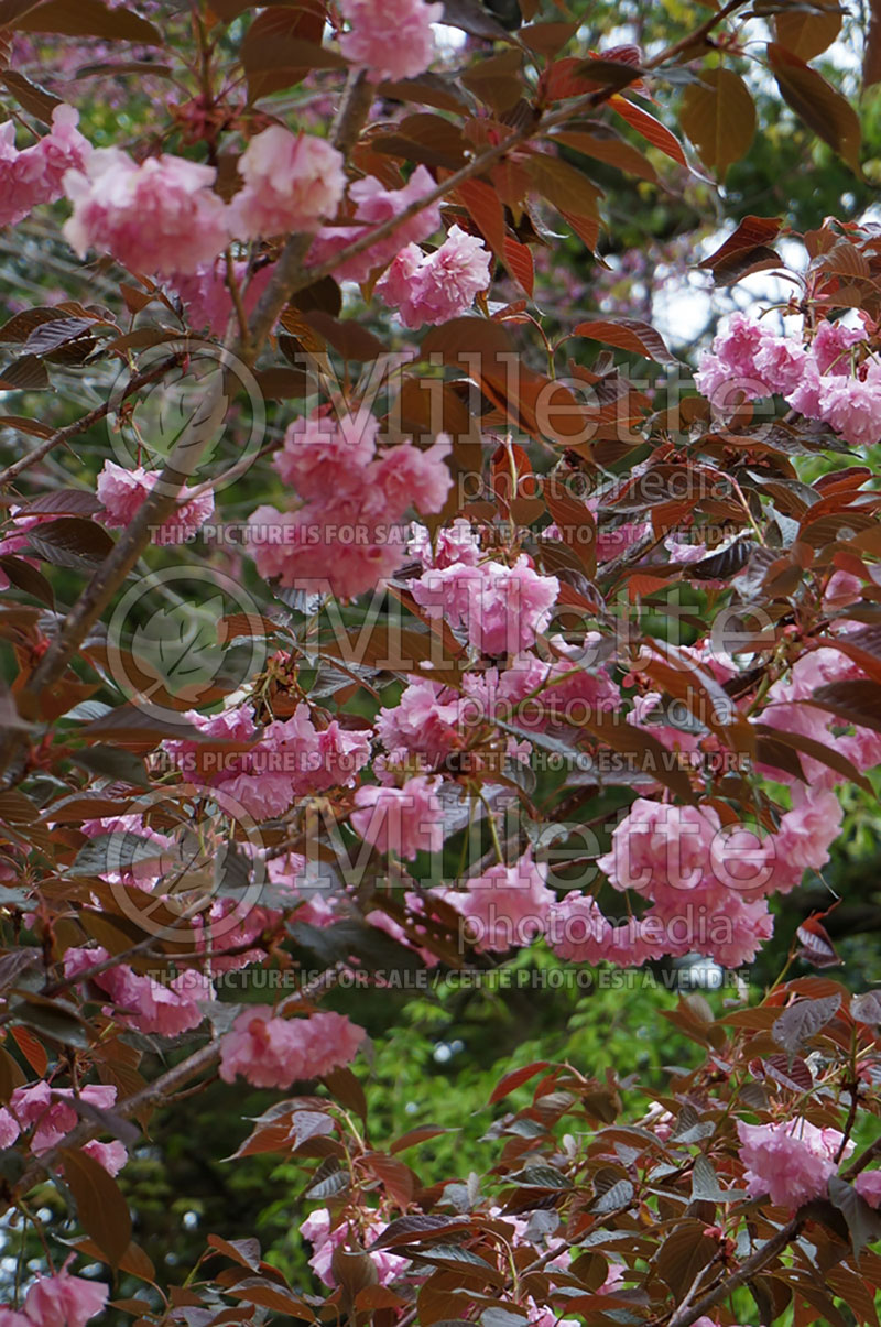 Prunus Royal Burgundy (Chokecherry Cherry tree) 3  