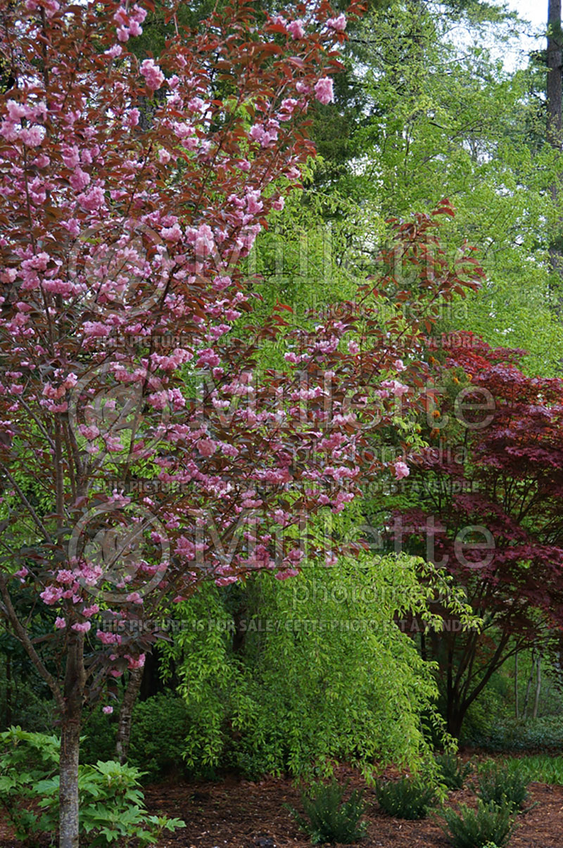 Prunus Royal Burgundy (Chokecherry Cherry tree) 2  