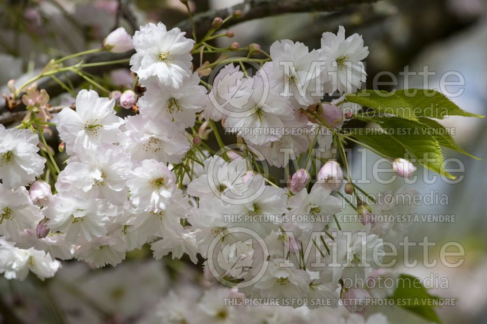 Prunus Shirotae (Chokecherry Cherry tree) 1  