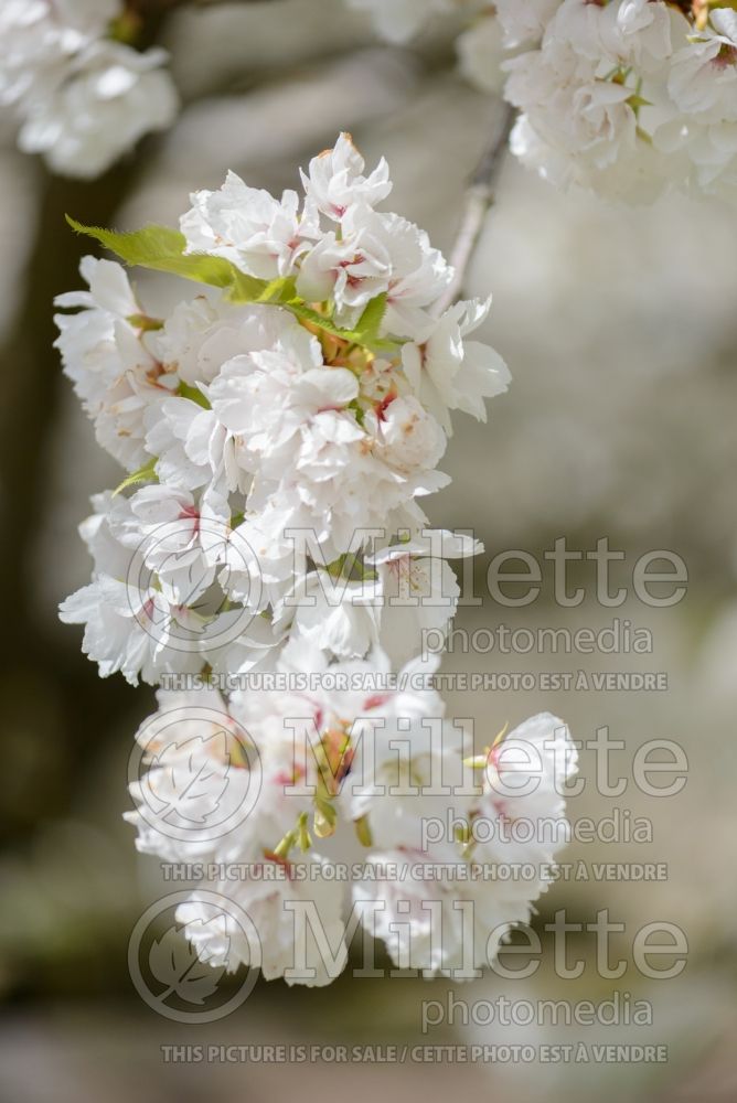 Prunus Shirotae (Chokecherry Cherry tree) 4  