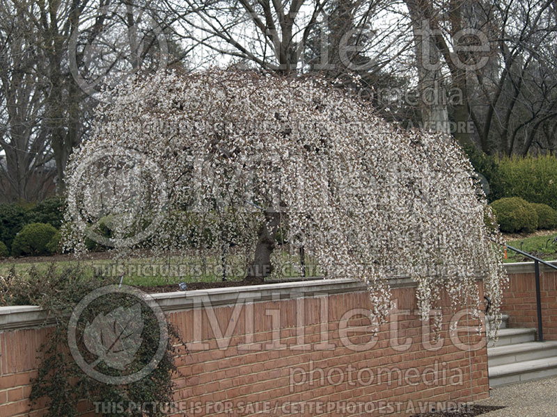 Prunus Snow Fountain ou White Fountain or Snowfozam (Weeping Cherry tree)  1 