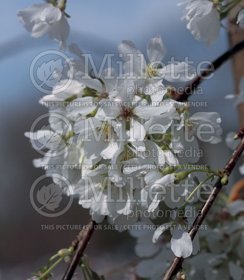 Prunus Snow Fountain ou White Fountain or Snowfozam (Weeping Cherry tree)  4 