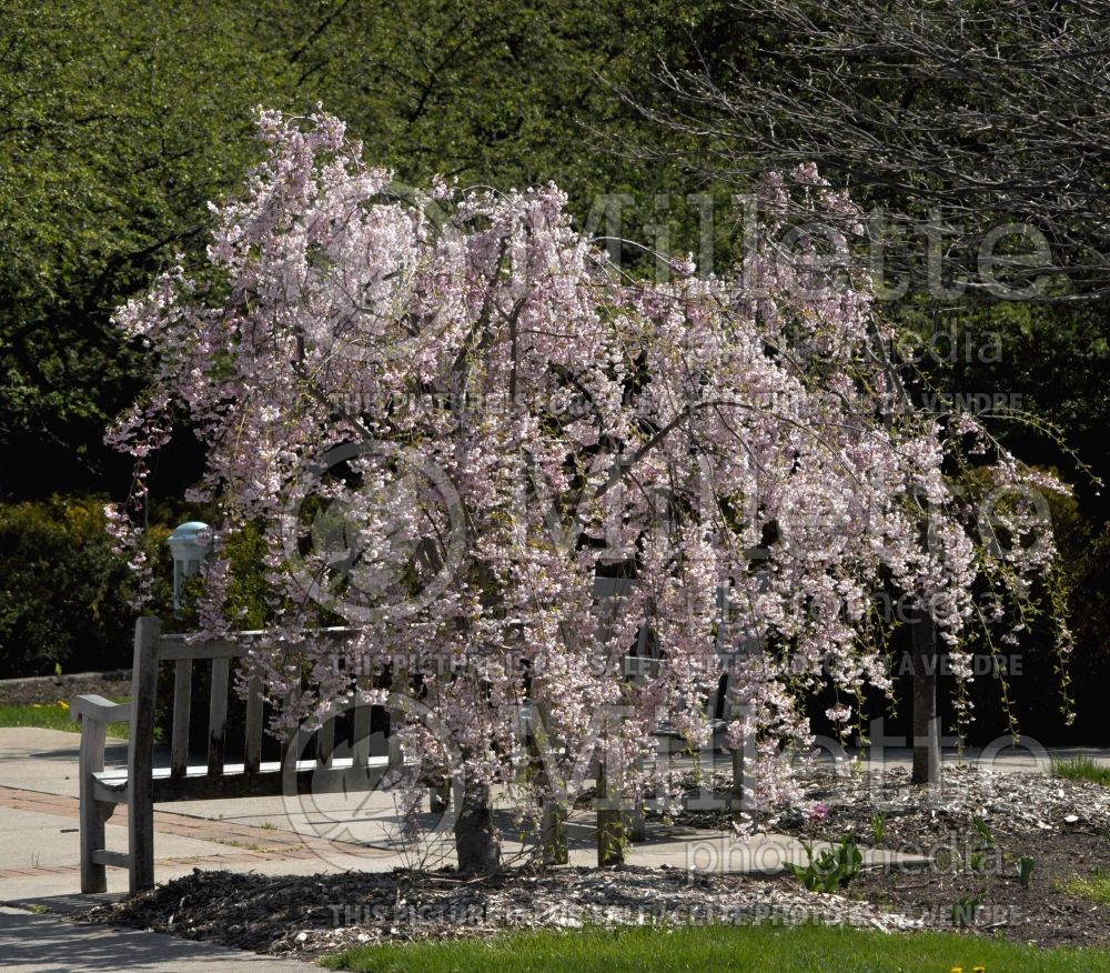 Prunus subhirtella (higan cherry) 1 