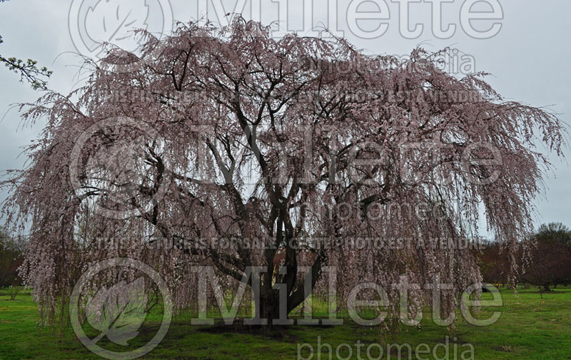 Prunus Pendula (Weeping Cherry tree)  6 