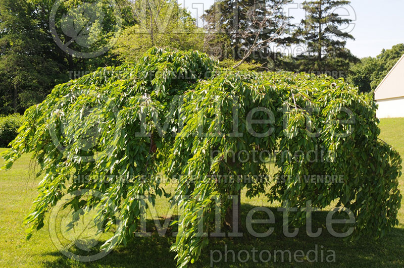 Prunus Pendula (Weeping Cherry tree)  3 