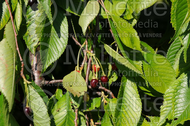 Prunus Pendula (Weeping Cherry tree)  4 