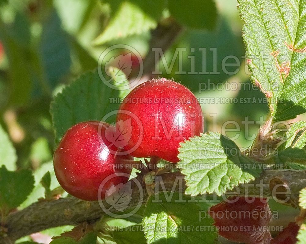 Prunus tomentosa (Nanking cherry) 1