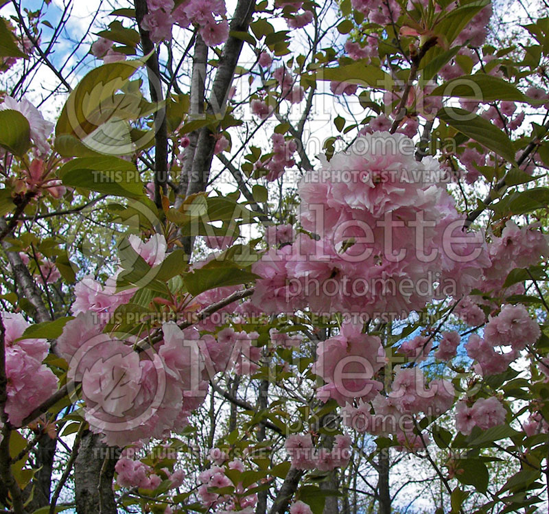 Prunus Multiplex (Flowering Almond) 1  