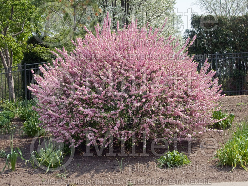 Prunus triloba (Flowering Almond) 1  