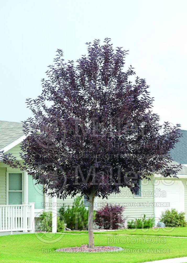 Prunus Bailey Select (Chokecherry Bird cherry) 1