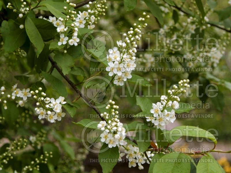 Prunus Schubert (Chokecherry Cherry tree)   6