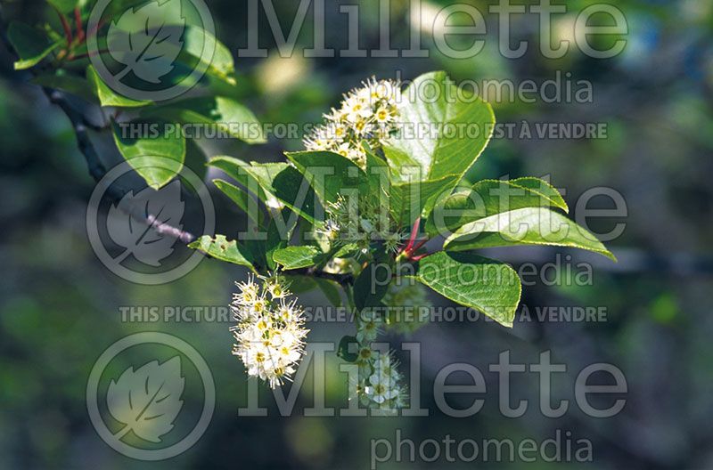 Prunus Schubert (Chokecherry Bird cherry) 1