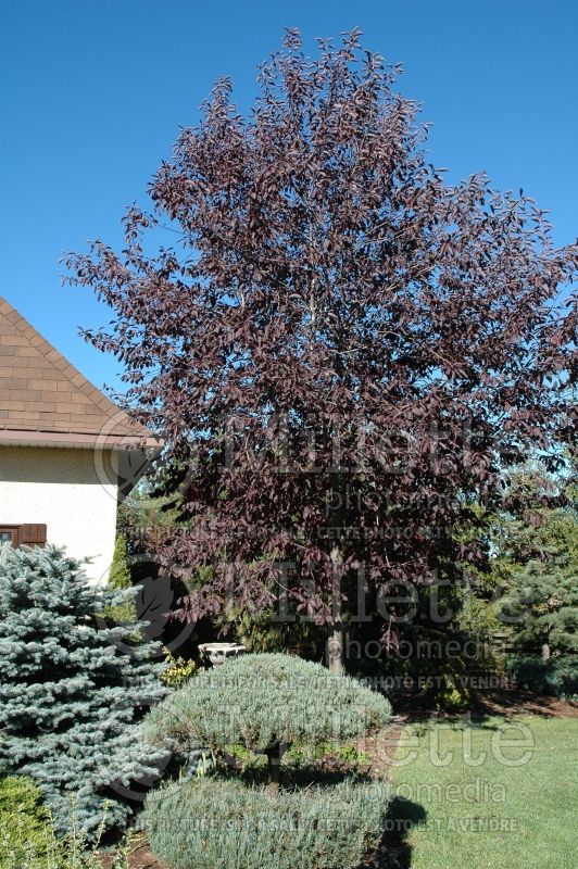 Prunus Schubert (Chokecherry Cherry tree)   5