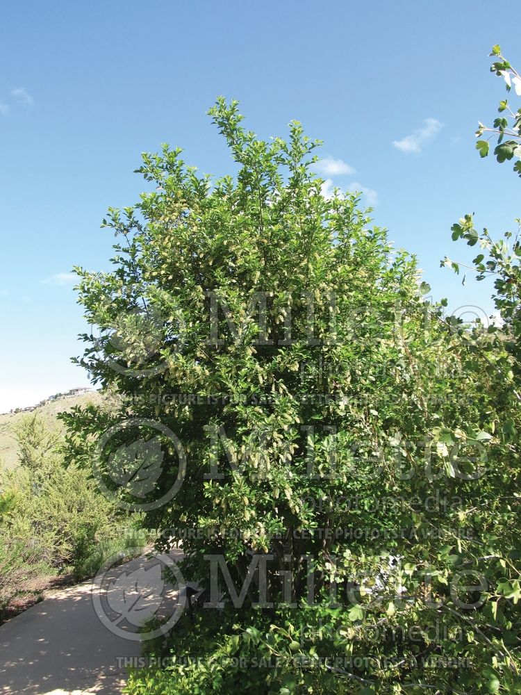 Prunus virginiana (Chokecherry Bird cherry - cerisier) 3