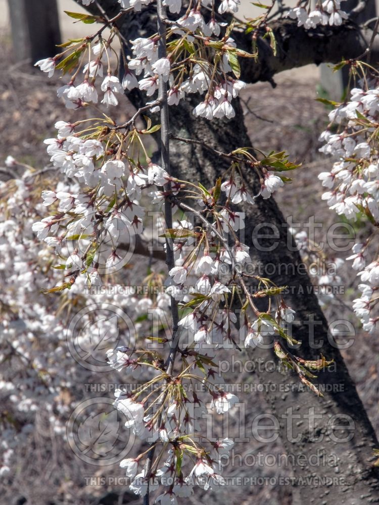 Prunus Shidare-Yoshino (Yoshino cherry tree) 3