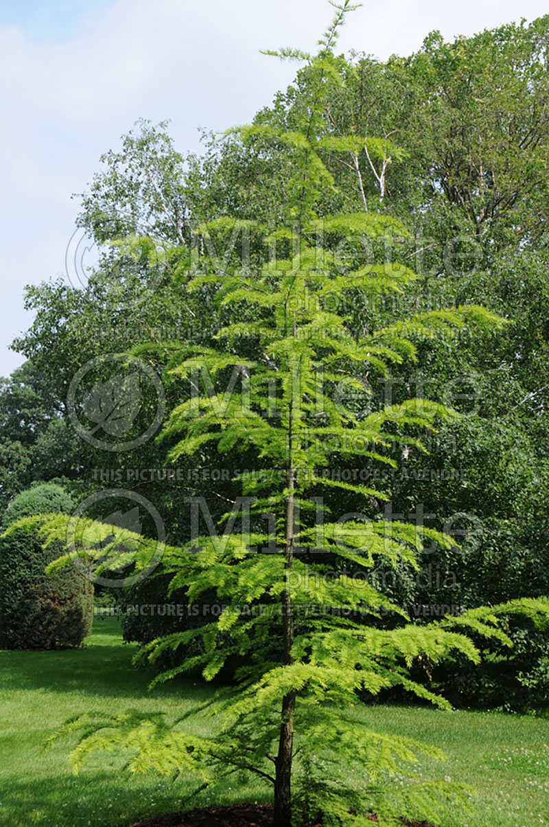 Pseudolarix amabilis (Golden larch conifer) 2 