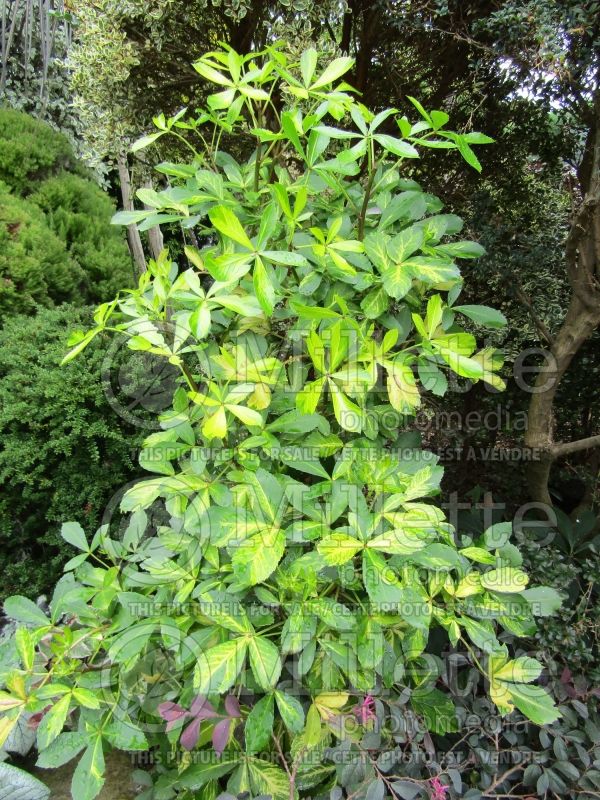 Pseudopanax Gold Splash (Golden five finger) 1 