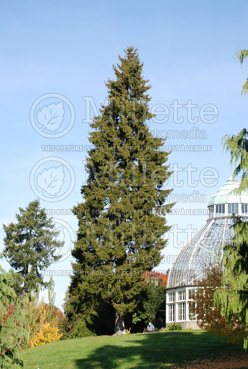 Pseudotsuga menziesii (conifer) 1 