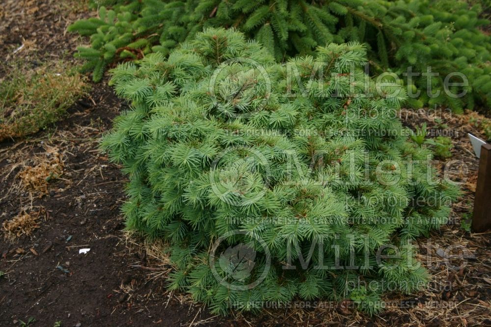 Pseudotsuga Compacta (Douglas Fir conifer)  1