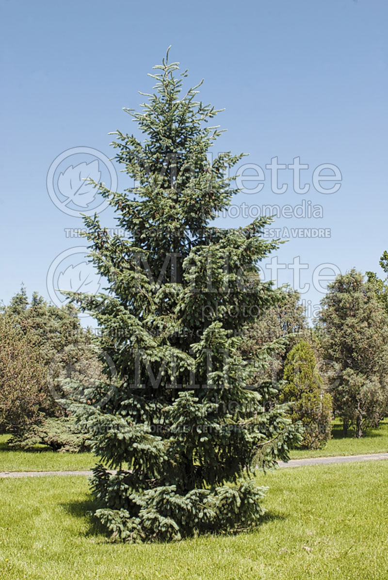 Pseudotsuga Glauca (Douglas Fir conifer) 1 