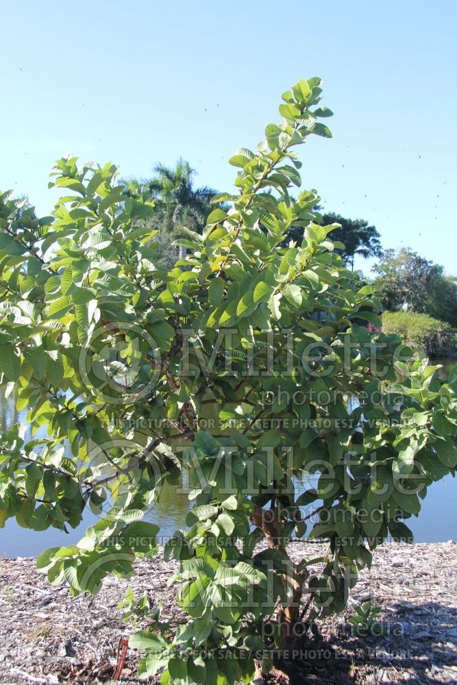 Psidium Indonesian Seedless (Tropical Guava) 1 