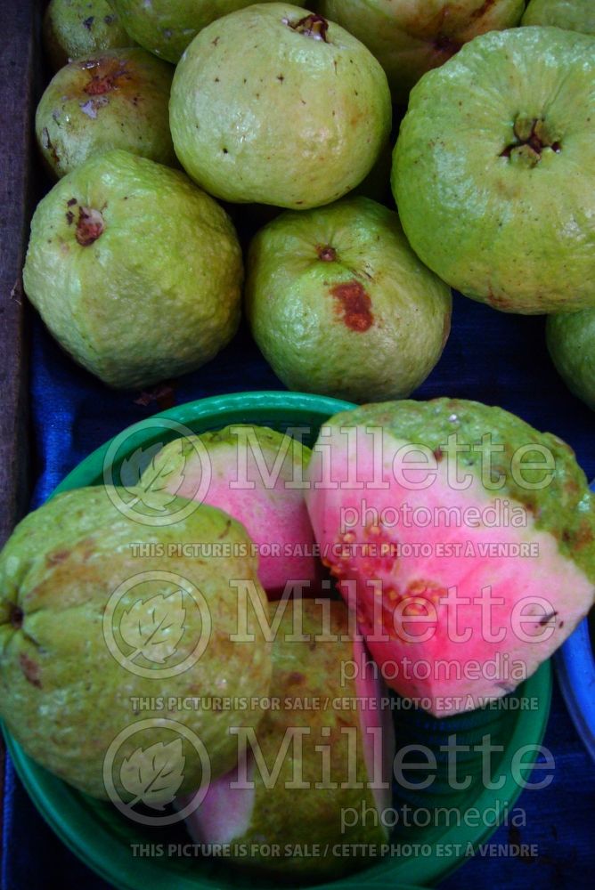 Psidium guajava (common guava – fruit goyave) 2