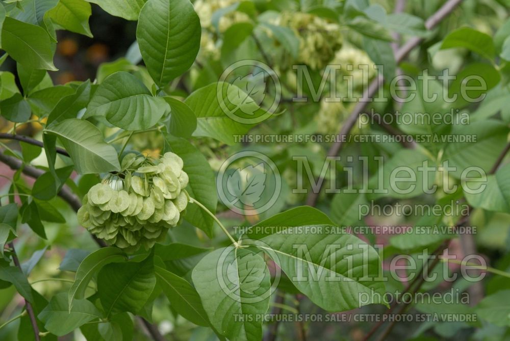 Ptelea Aurea (Common Hoptree) 3 