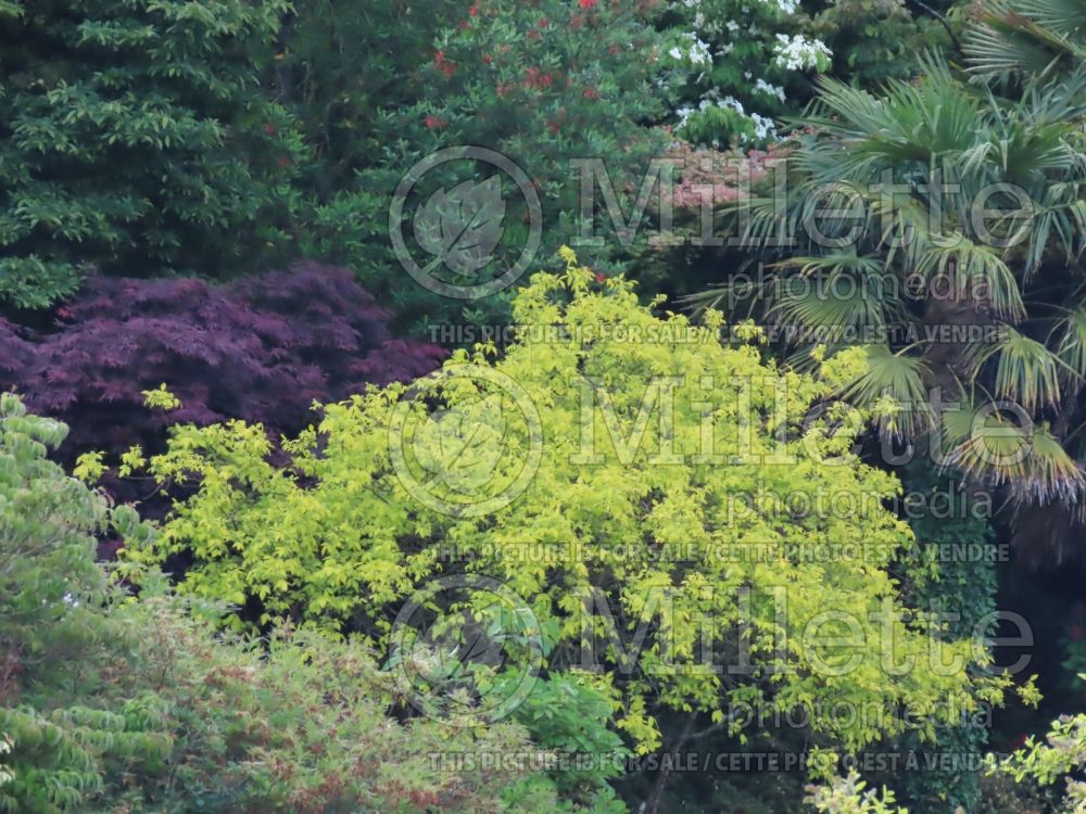 Ptelea Aurea (Common Hoptree) 2 