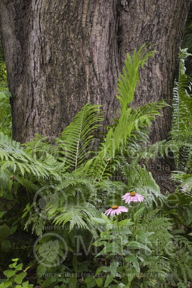 Pteridophyta Fern plants in front of a large tree trunk 1