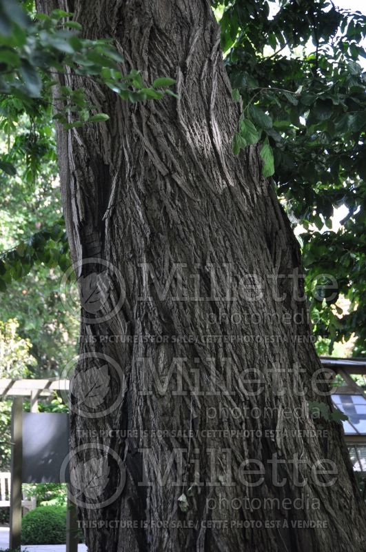 Pterocarya fraxinifolia - Bark (Caucasian walnut) 1