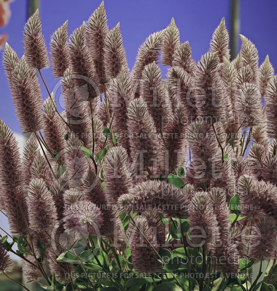 Ptilotus Matilda (Pink mulla mulla) 1 