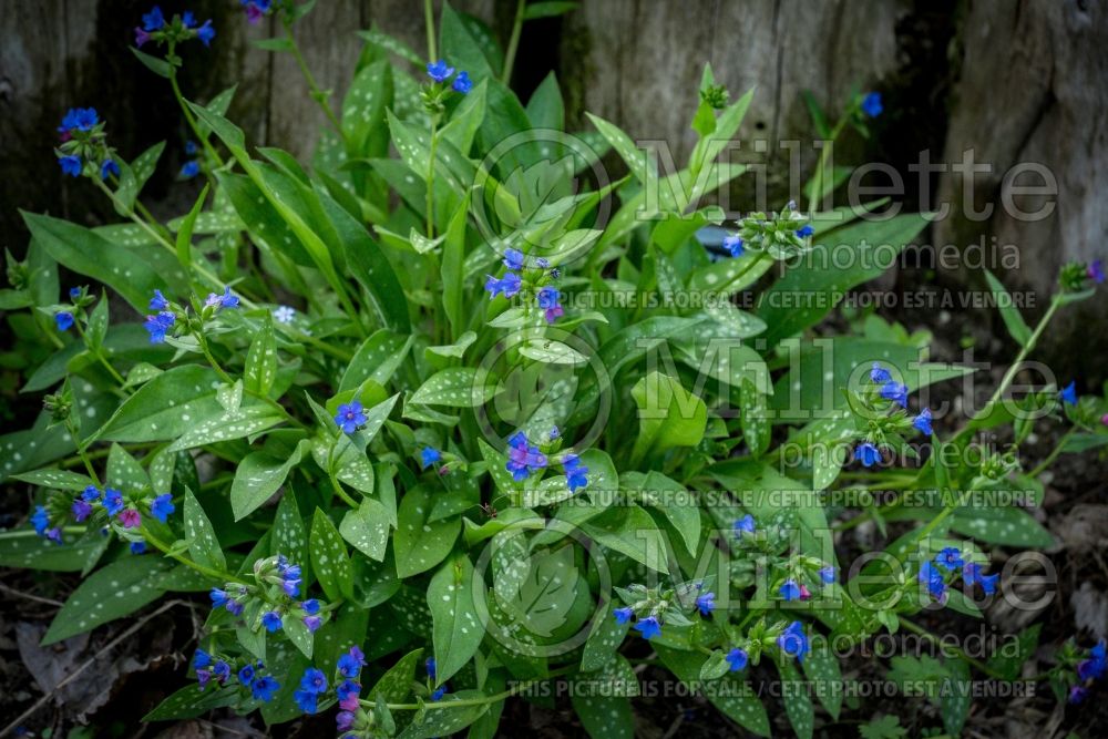 Pulmonaria Little Star (Lungwort) 1 