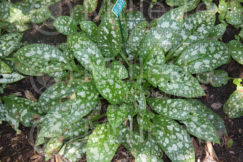 Pulmonaria Baby Blue (Lungwort) 