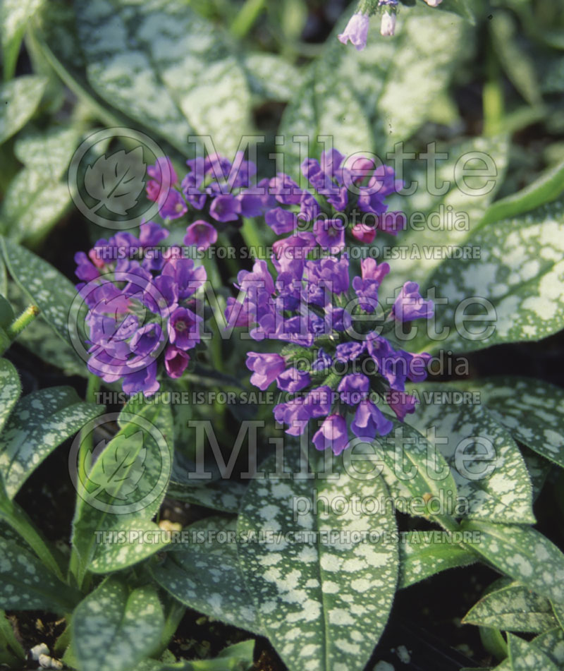 Pulmonaria Bertram Anderson or E. B. Anderson (Lungwort) 2  