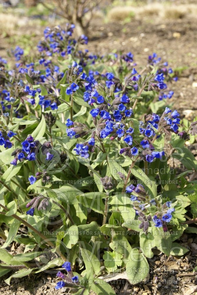 Pulmonaria Beth's Blue (Lungwort) 1  