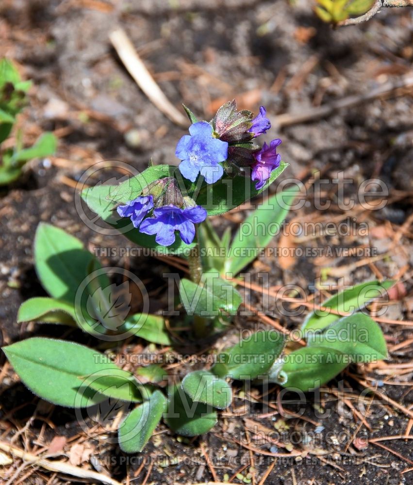 Pulmonaria Blue Ensign (Lungwort) 3 