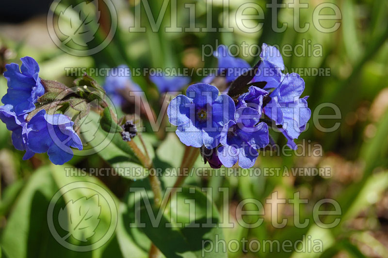 Pulmonaria Blue Ensign (Lungwort) 1 