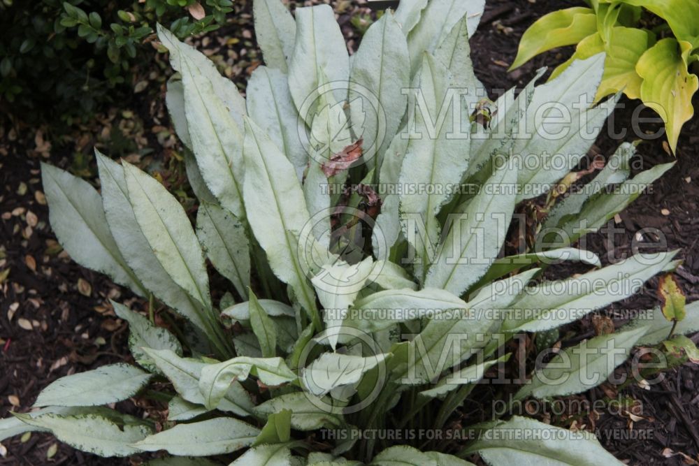 Pulmonaria Diane Clare aka Diana Clare (Lungwort) 2  