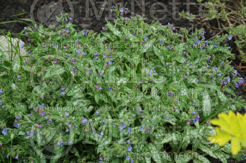 Pulmonaria High Contrast (Lungwort) 1  