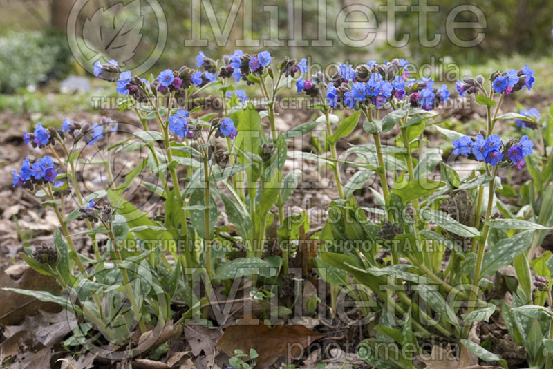 Pulmonaria Lewis Palmer (Lungwort) 1  