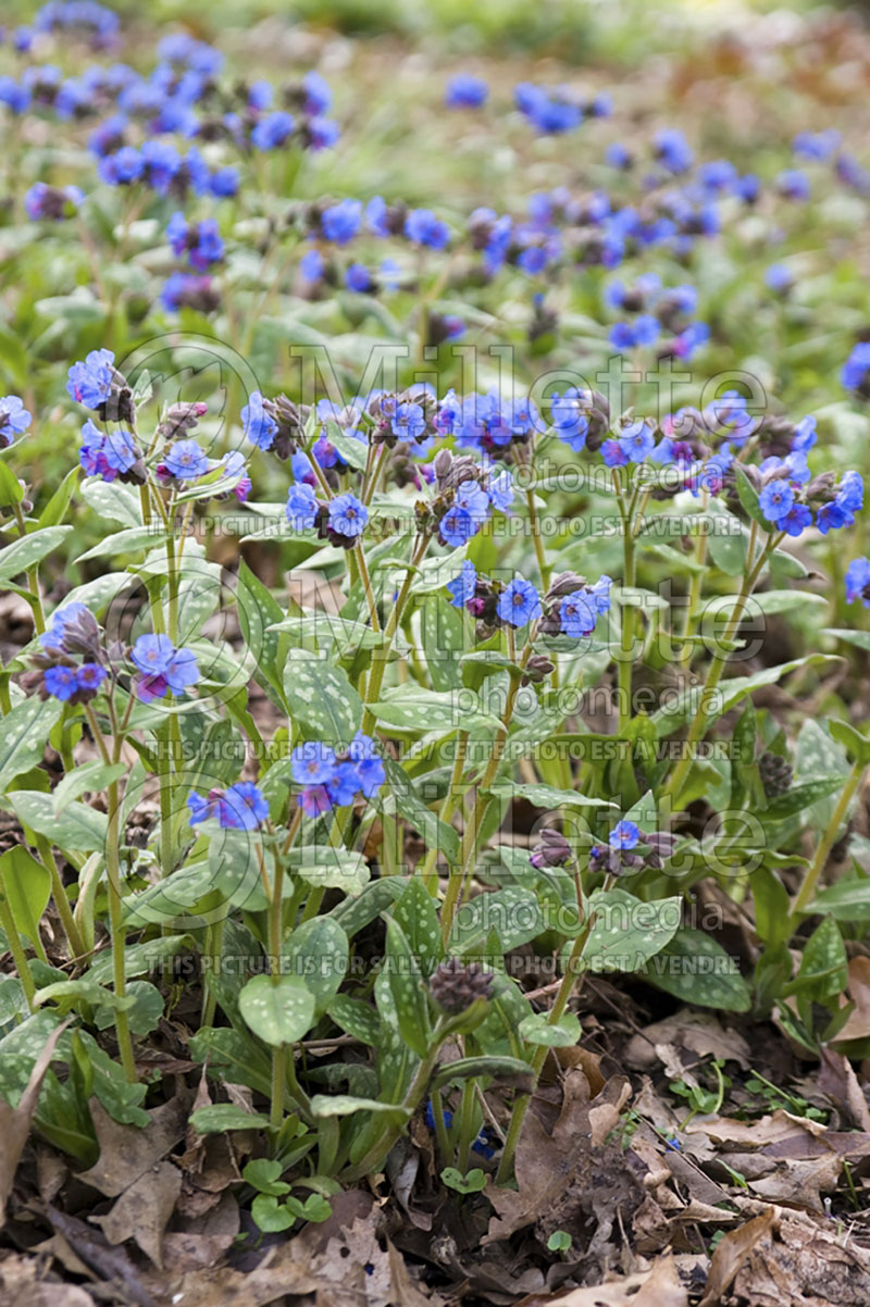 Pulmonaria Lewis Palmer (Lungwort) 2  