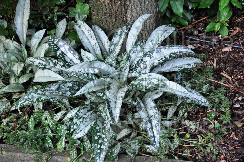 Pulmonaria Bertram Anderson or E. B. Anderson (Lungwort) 4  