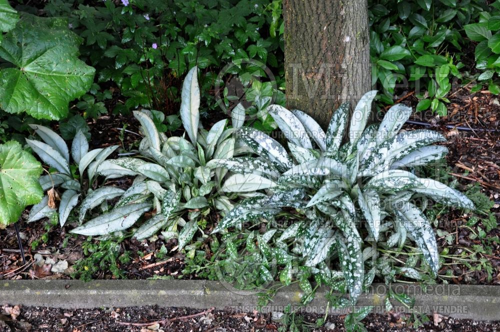 Pulmonaria Bertram Anderson or E. B. Anderson (Lungwort) 1  