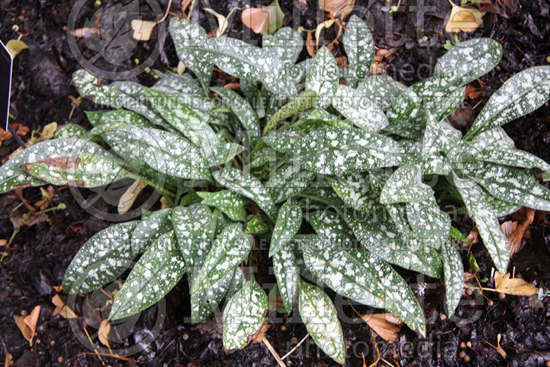 Pulmonaria Roy Davidson (Lungwort) 1