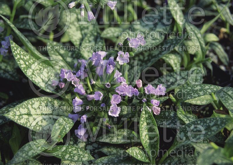 Pulmonaria Roy Davidson (Lungwort) 2