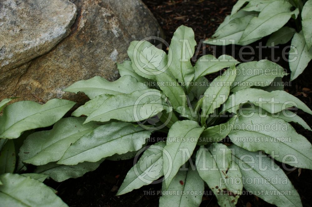 Pulmonaria Majeste (Lungwort - Pulmonaire) 1