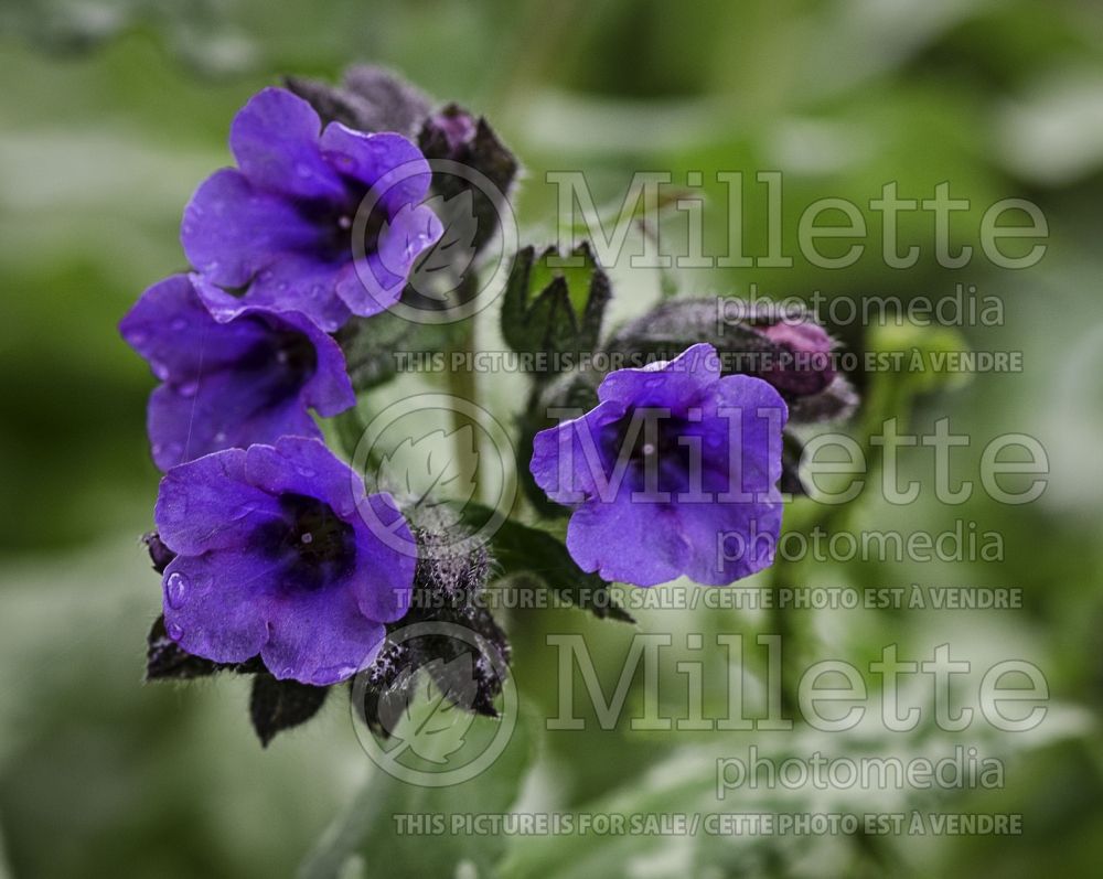 Pulmonaria Majeste (Lungwort - Pulmonaire) 2 