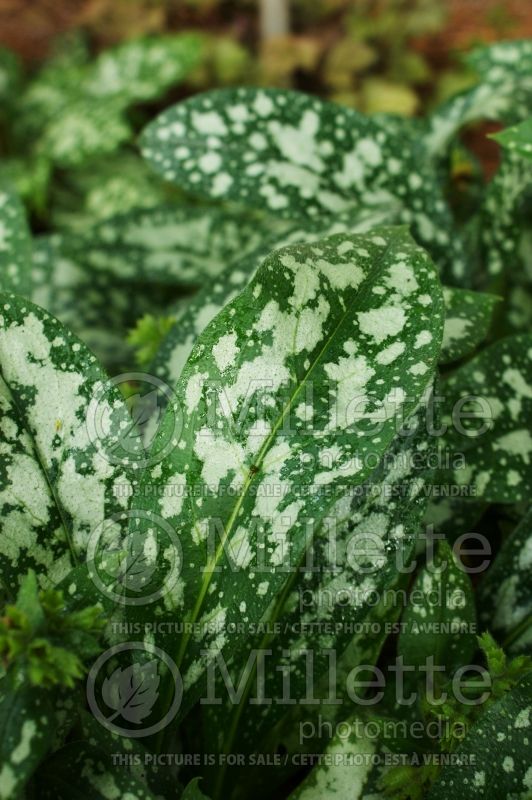 Pulmonaria Opal or Ocupol (Lungwort) 4 